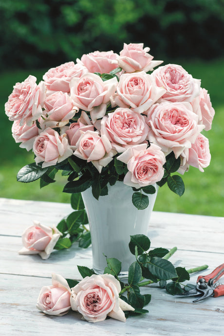 Rosa 'Aphrodite' TH mit Blüte; Einsatz: ;;ab 11,80 Euro