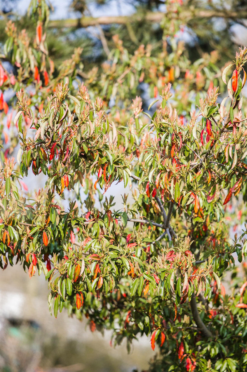 Photinia davidiana mit Sommerbelaubung; Einsatz: Vogelnährgehölzvogelfreundlich;;ab 27,40 Euro