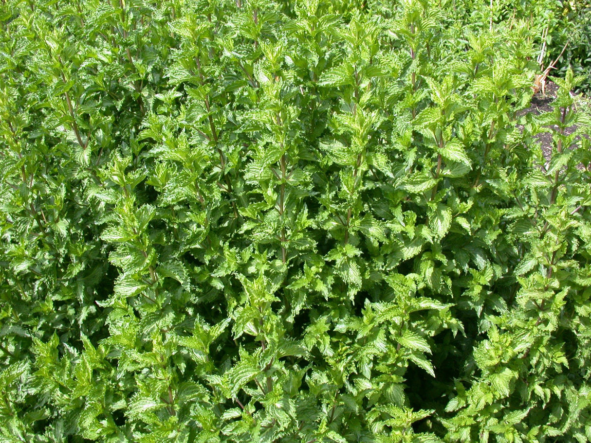 Mentha spicata 'Crispa' mit Blüte; Einsatz: ;;ab 4,00 Euro