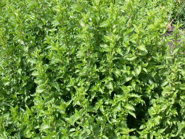Mentha spicata 'Crispa' mit Blüte; Einsatz: ;;ab 4,00 Euro
