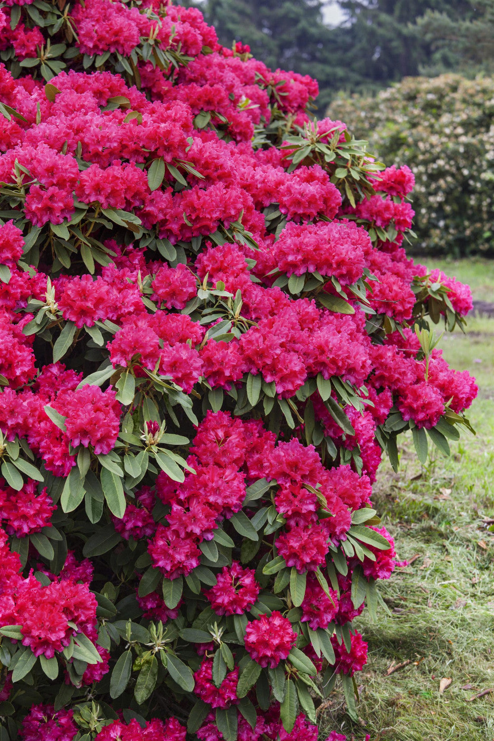 Rhododendron Hybr. 'Nova Zembla' mit Blüte, erhältlich von 30-40 bis 90-100 cm; Einsatz: ;;ab 31,20 Euro