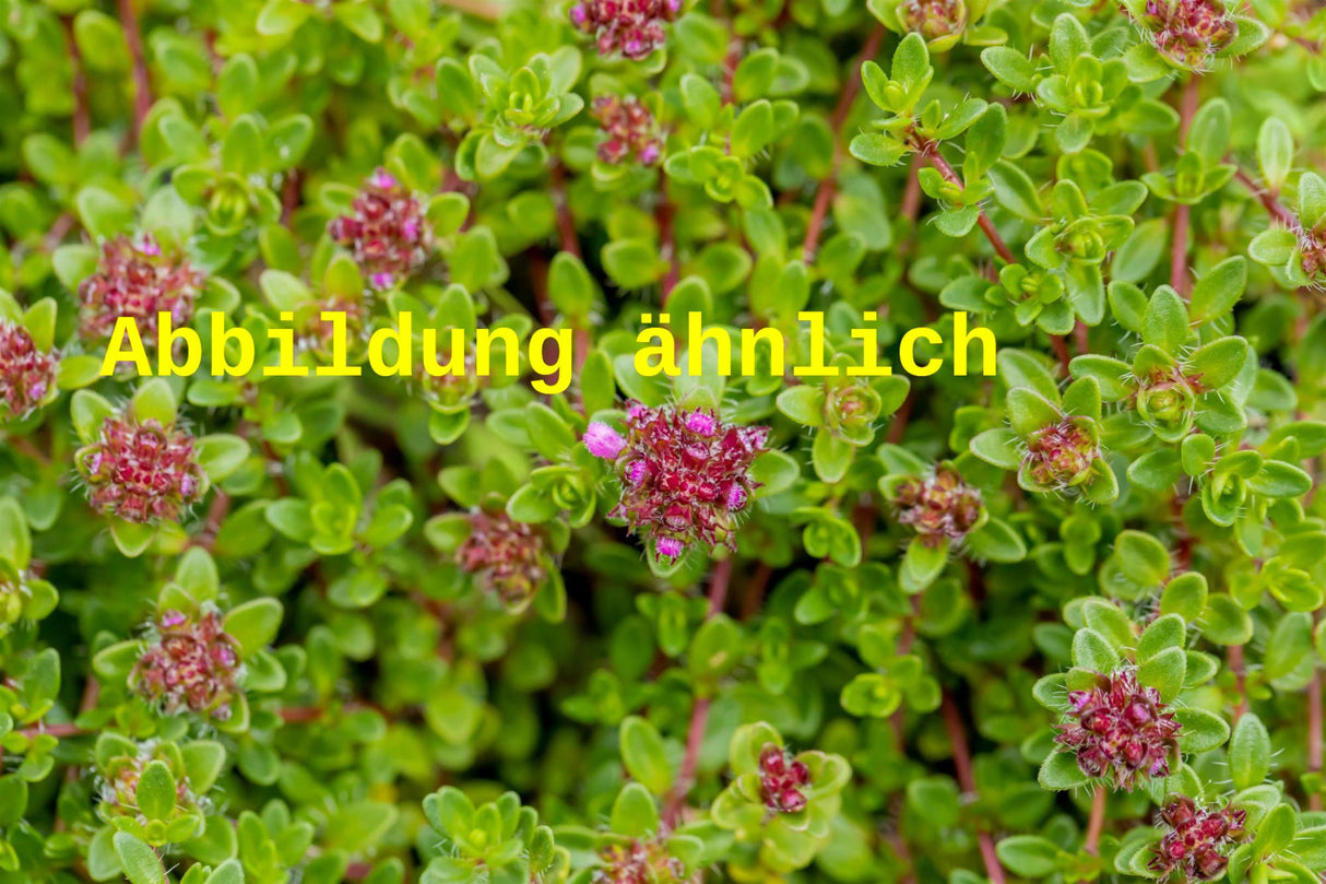 Thymus serpyllum 'Atropurpureus' (Garten-Thymian)