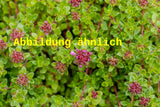 Genaues Foto für Thymus serpyllum 'Atropurpureus' folgt; dieses ähnliche Bild dient der Illustration von Garten-Thymian