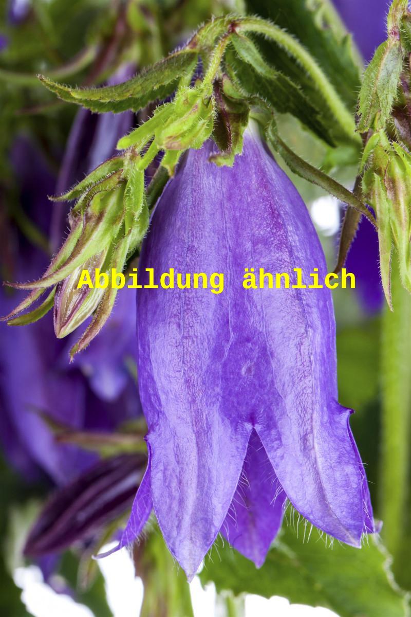 Campanula rapunculoides (Acker-Glockenblume)