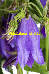 Genaues Foto für Campanula rapunculoides folgt; dieses ähnliche Bild dient der Illustration von Acker-Glockenblume