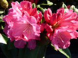 Rhododendron yak. 'Morgenrot' , erhältlich als: blühfreudig;;günstig mit Qualität