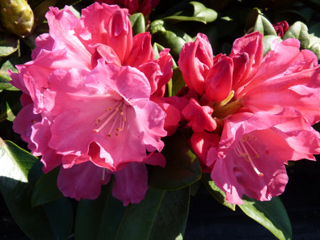 Rhododendron yak. 'Morgenrot' , erhältlich als: blühfreudig;;günstig mit Qualität