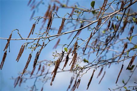 Eller mit Blüte; Einsatz: Landschaftsbaunährstoffreich;;Pflanzen vom Profi