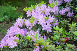Rhododendron obt. 'Blue Danube'; hier mit Blüte; winterhart; Einsatzmöglichkeit z.B. : Garten; erhältlich von 40-50 bis 40-50 cm;;ab 80,50 Euro