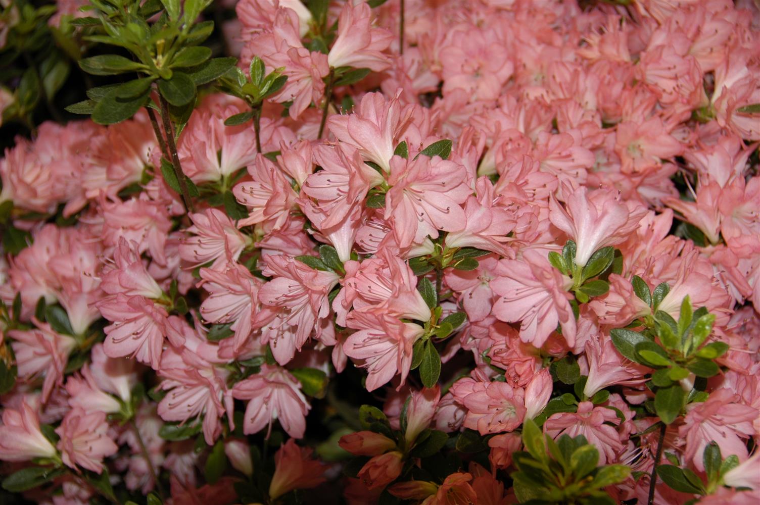 Rhododendron obt. 'Blaauw's Pink' (Japanische Azalee 'Blaauw's Pink')