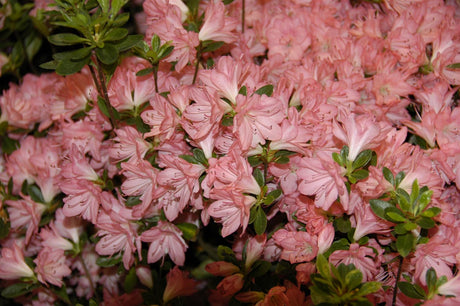 Rhododendron obt. 'Blaauw's Pink' mit Blüte, erhältlich von 50-60 bis 50-60 cm; Einsatz: ;;ab 132,00 Euro