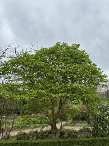 Heptacodium miconioides , erhältlich von 100-125 bis 175-200 cm;;ab 143,00 Euro