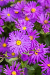 Aster amellus 'Veilchenkönigin'; hier mit Blüte; reichblühend; Einsatzmöglichkeit z.B. : Rabatten;;ab 0,00 Euro