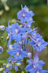 Delphinium x bellad. 'Piccolo'; hier mit Blüte; schneckensicher (schneckenresistent); Einsatzmöglichkeit z.B. : Beet;;ab 0,00 Euro