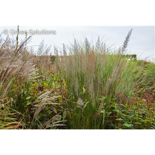 Calamagrostis brachytricha ;;ab 4,15 Euro