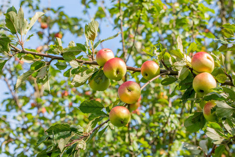 Malus 'Grahams Jubiläumsapfel' mit Früchten, erhältlich von 150-200 bis 450-650 cm; Einsatz: ;;ab 34,60 Euro