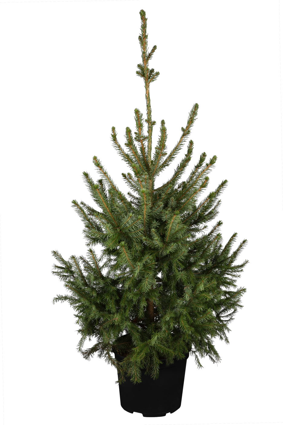 Picea omorika , erhältlich von 15-30 bis 250-275 cm;;ab 0,95 Euro