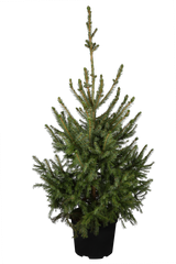 Picea omorika , erhältlich von 15-30 bis 250-275 cm;;ab 0,95 Euro