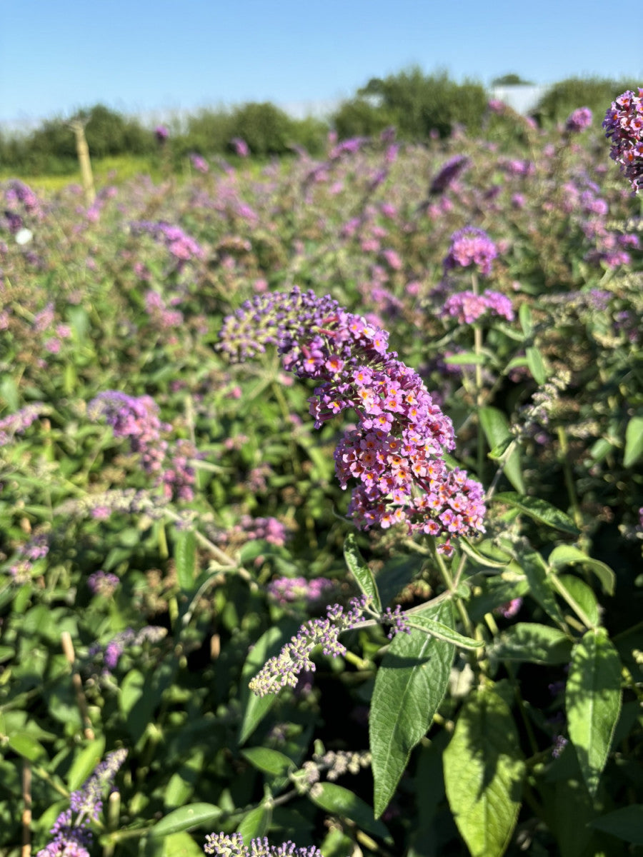 Buddleja davidii 'Flower Power' (Sommerflieder 'Flower Power' -R-)
