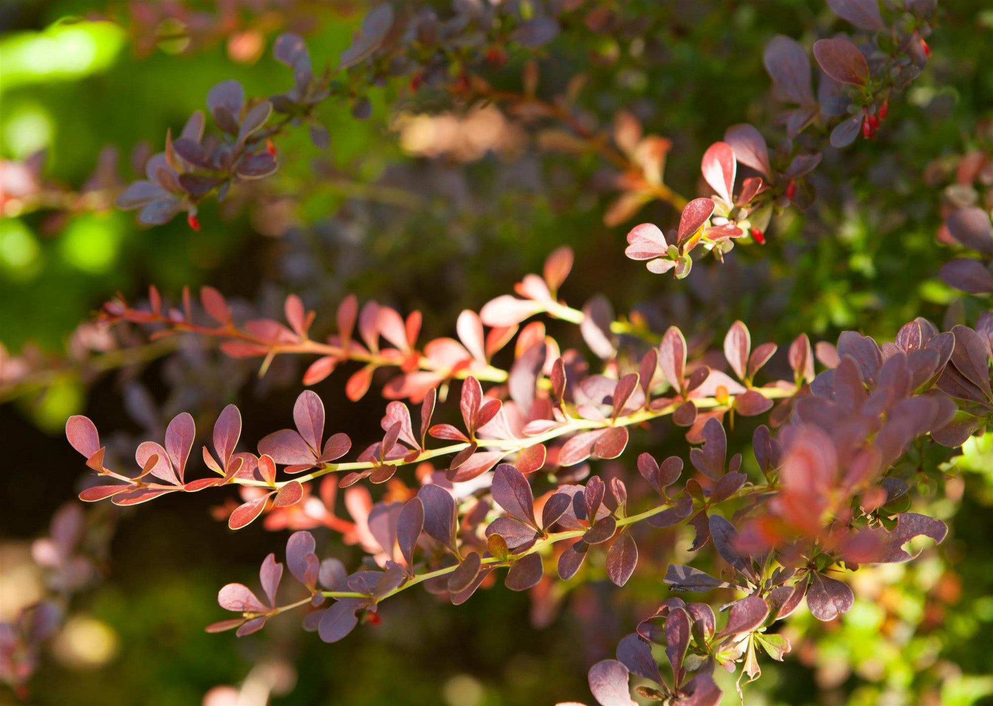 Berberis thunbergii 'Atropurpurea' (Rote Heckenberberitze)