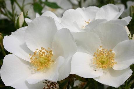 Rosa 'Escimo' BDR mit Blüte; Einsatz: ;;ab 9,50 Euro
