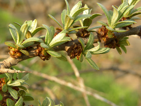 Hippophae rhamnoides mit Belaubung, erhältlich von 40-60 bis 200-250 cm; Einsatz: ;;ab 2,12 Euro
