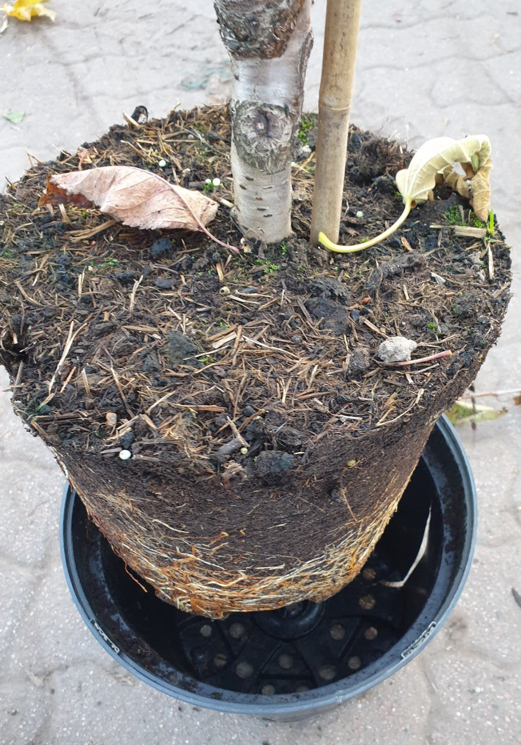 Süßkirsche 'Hedelfinger Riesenkirsche'7. KW; hier im Topf; große Früchte; Einsatzmöglichkeit z.B. : Hausgarten; erhältlich von 150-200 bis 450-650 cm;;hier kaufen