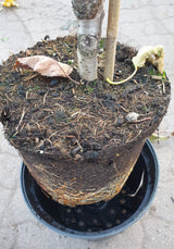 Süßkirsche 'Hedelfinger Riesenkirsche'7. KW; hier im Topf; große Früchte; Einsatzmöglichkeit z.B. : Hausgarten; erhältlich von 150-200 bis 450-650 cm;;hier kaufen