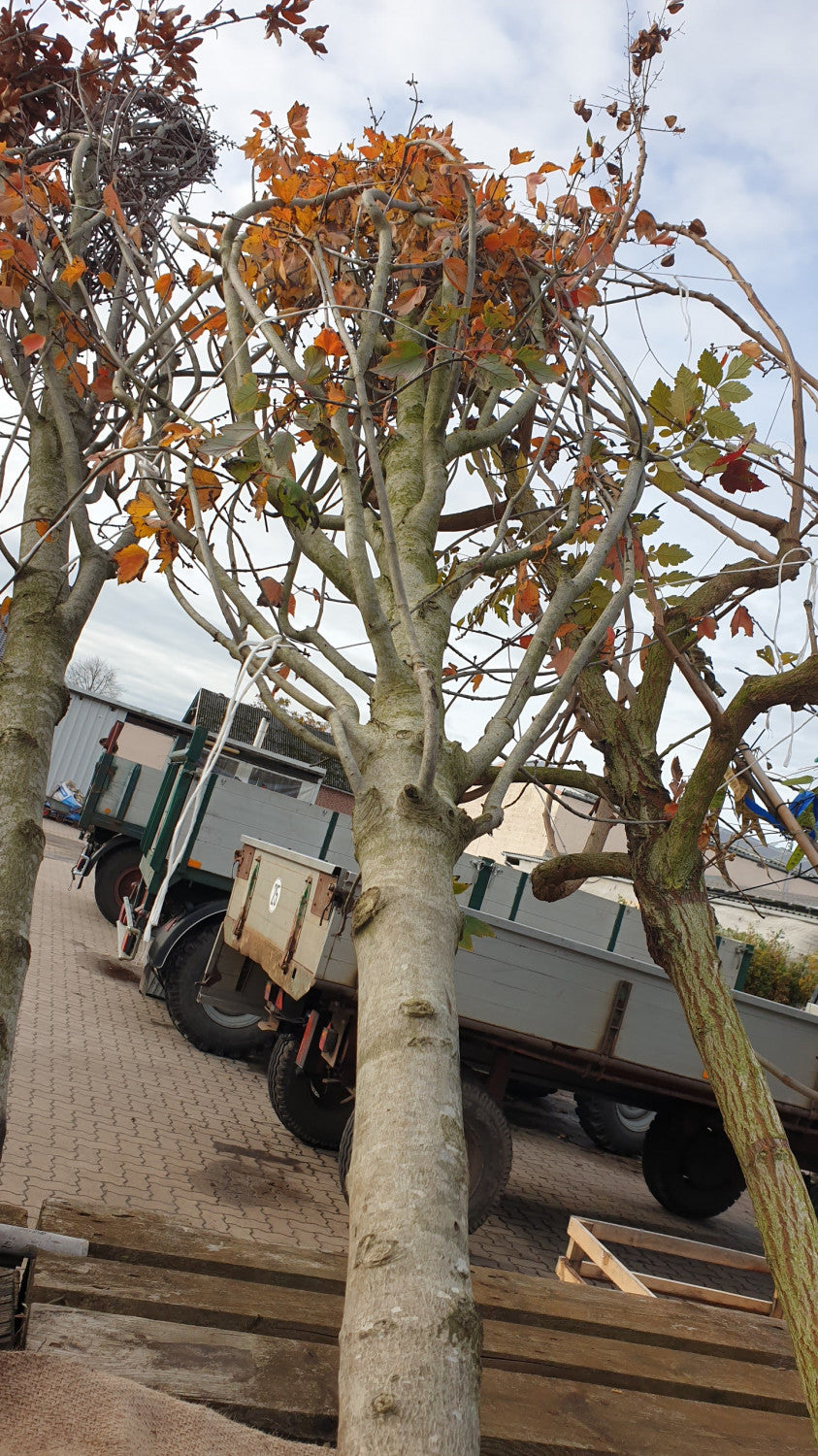 Acer rubrum 'October Glory'; vorbereitet für Versand; herbstfärbung; Einsatzmöglichkeit z.B. : Alleebaum;;mit zeitnaher Lieferung