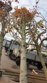 Acer rubrum 'October Glory'; vorbereitet für Versand; herbstfärbung; Einsatzmöglichkeit z.B. : Alleebaum;;mit zeitnaher Lieferung