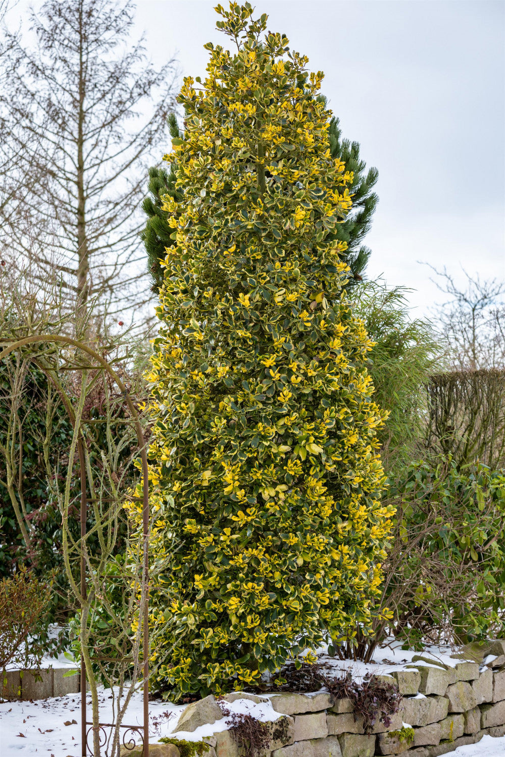 Ilex aquif. 'Golden van Tol' (Gelbbunte Stechpalme 'Golden van Tol')
