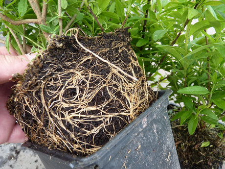 Zwerg-Liguster; hier im Topf; nahrungsquelle für Vögel; Einsatzmöglichkeit z.B. : Sichtschutz;;günstig mit Qualität