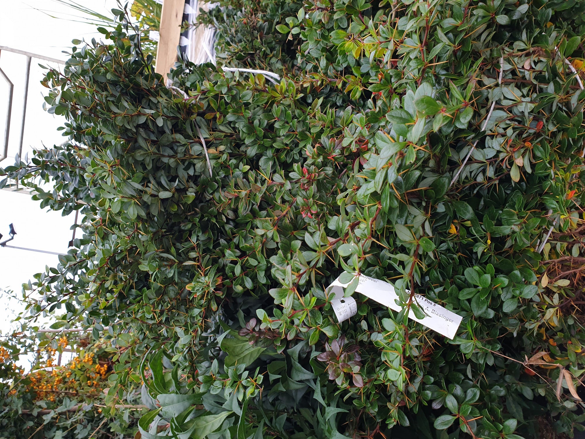 Berberis media 'Parkjuweel' (Berberitze 'Parkjuweel')