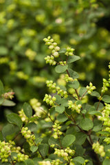 Symphoricarpos doorenbosii 'White Hedge'; hier mit Sommerbelaubung; winterhart; Einsatzmöglichkeit z.B. : Heckenpflanze; verfügbar in 2 Größen und Varianten;;ab 17,50 Euro