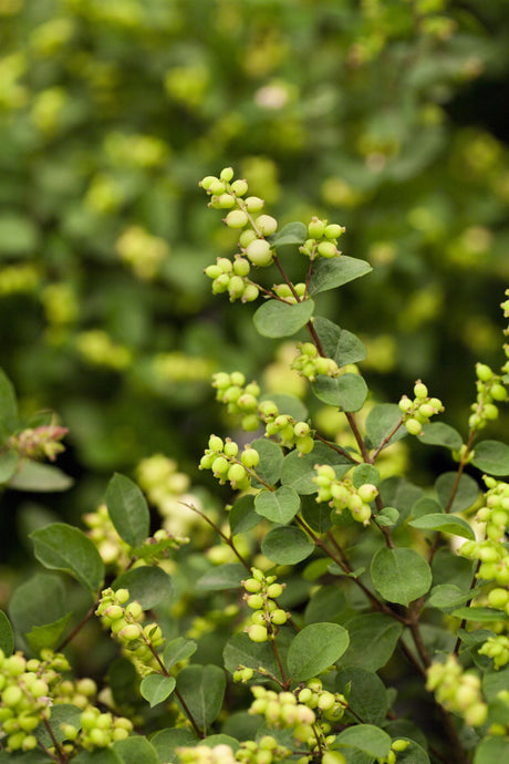 Symphoricarpos doorenbosii 'White Hedge' mit Sommerbelaubung, erhältlich von 40-60 bis 60-100 cm; Einsatz: ;;ab 13,00 Euro