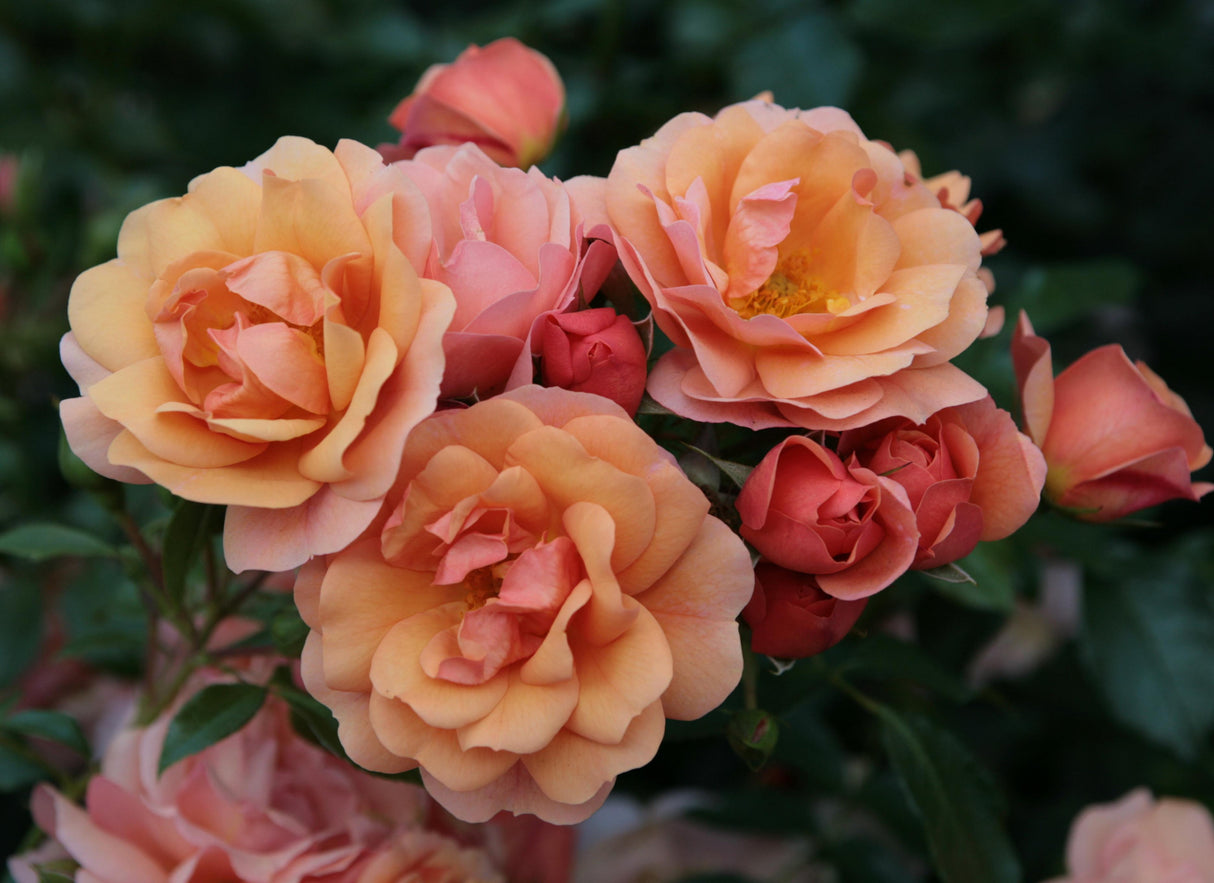 Rosa 'Aprikola' BT mit Blüte; Einsatz: ;;ab 8,10 Euro