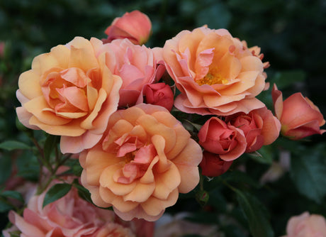 Rosa 'Aprikola' BT mit Blüte; Einsatz: ;;ab 8,10 Euro