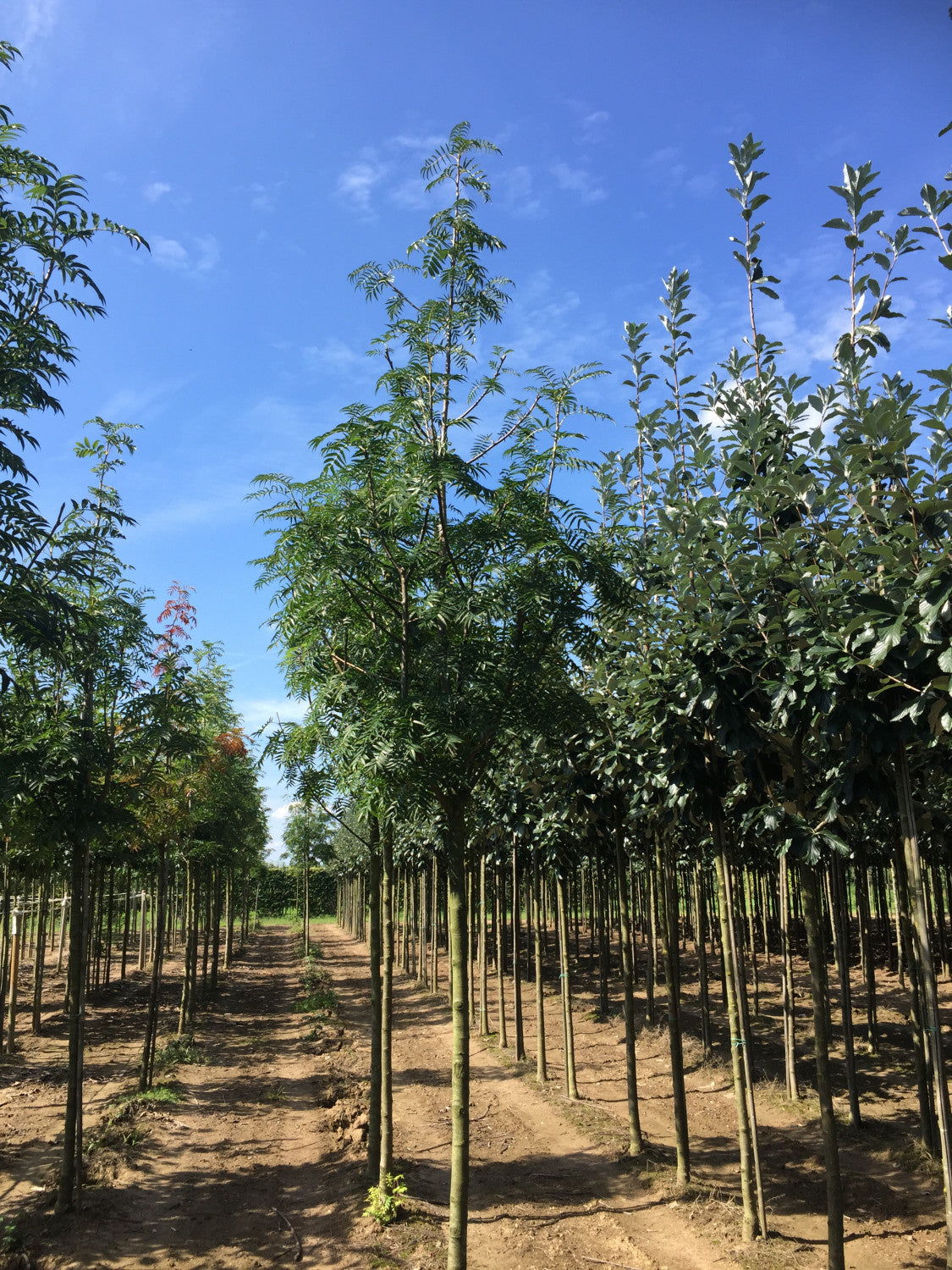 Sorbus 'Dodong' , erhältlich von 270-330 bis 450-650 cm;;ab 161,00 Euro