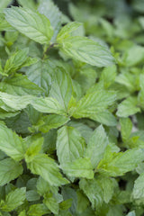 Mentha spicata 'Swiss'; hier mit Blüte; aromatisch; Einsatzmöglichkeit z.B. : Kräuterbeet;;ab 0,00 Euro