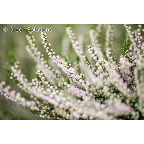Calluna vulgaris 'Radnor' , erhältlich von 10-15 bis 10-15 cm;;ab 2,31 Euro