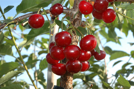 Prunus cer. 'Morina' mit Früchten, erhältlich von 150-200 bis 450-650 cm; Einsatz: ;;ab 43,60 Euro