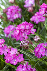 Armeria maritima; hier mit Blüte; pflegeleicht; Einsatzmöglichkeit z.B. : Steingärten;;ab 0,00 Euro