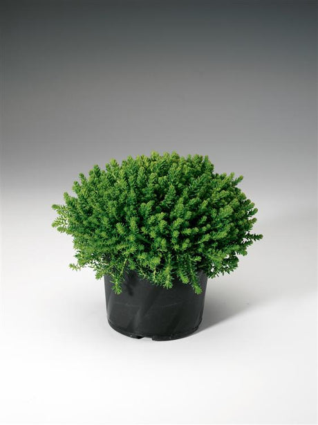 Sedum sexangulare im Topf; Einsatz: ;;ab 3,15 Euro