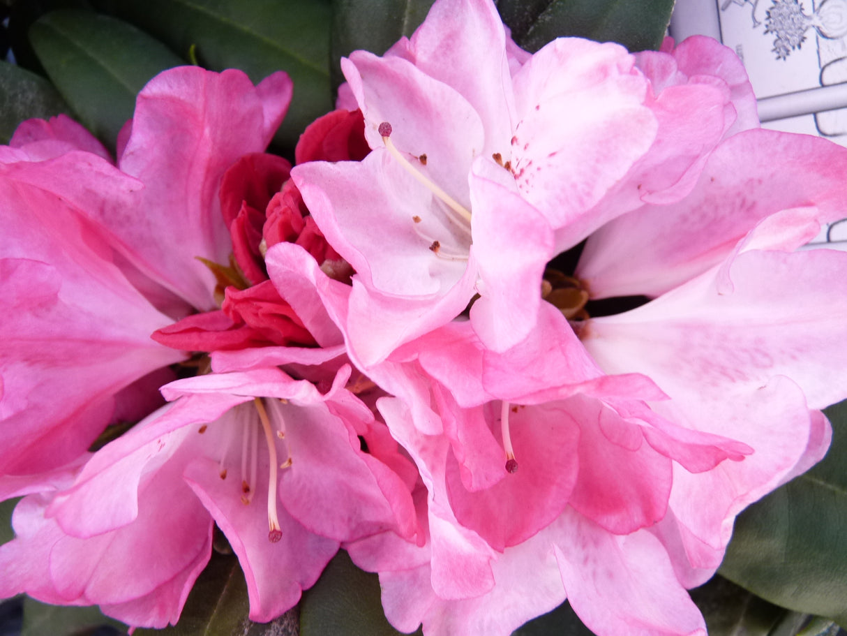 Rhododendron yak. 'Anuschka' farbenfroh;;mit zeitnaher Lieferung