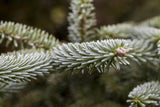 Abies pinsapo 'Kelleriis' , erhältlich von 25-30 bis 80-100 cm;;ab 32,90 Euro