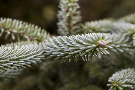 Abies pinsapo 'Kelleriis' , erhältlich von 25-30 bis 80-100 cm;;ab 32,90 Euro
