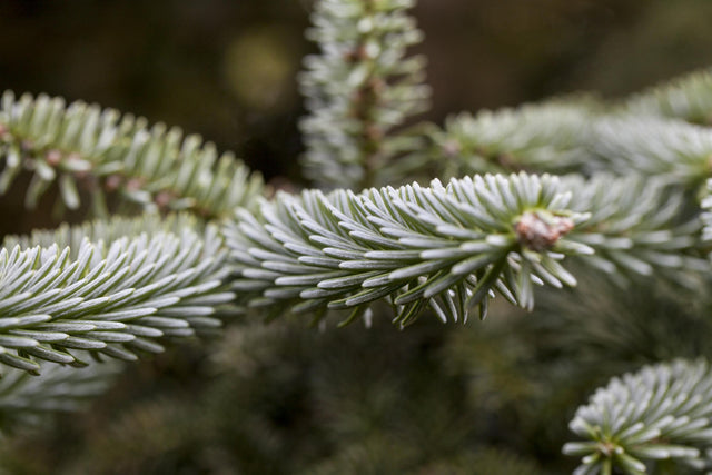 Abies pinsapo 'Kelleriis' , erhältlich von 25-30 bis 80-100 cm;;ab 32,90 Euro