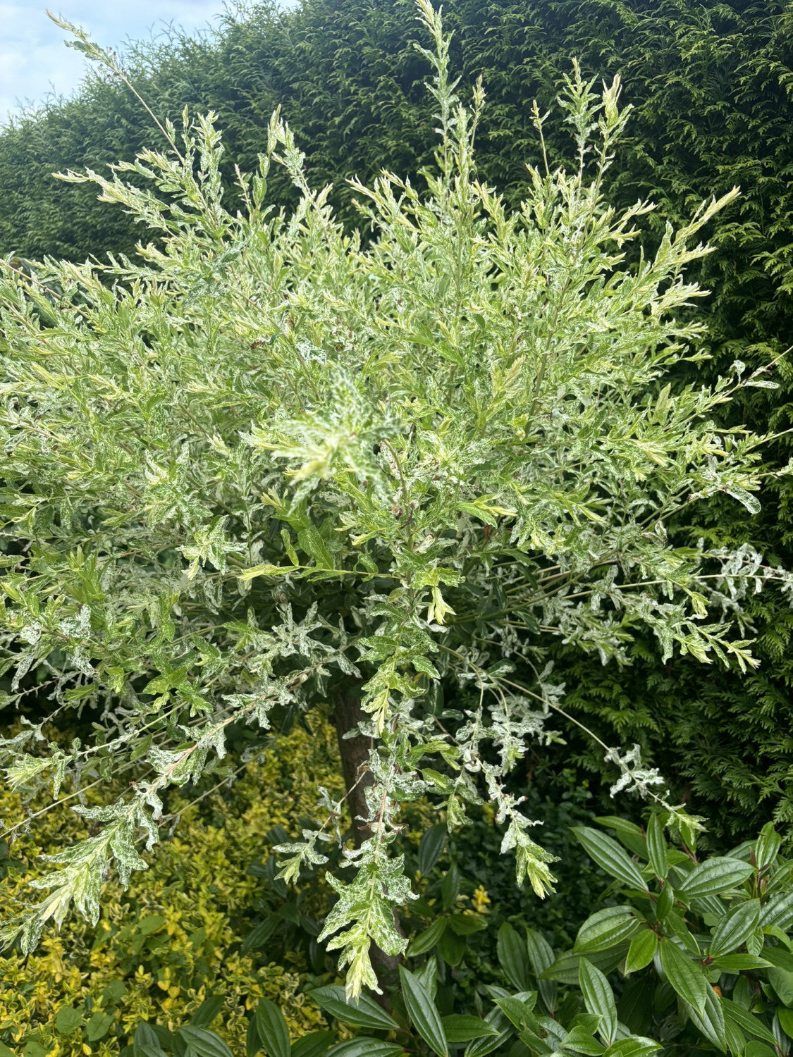 Salix integra 'Hakuro Nishiki' , erhältlich von 40-60 bis 80- cm;;ab 15,20 Euro