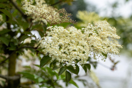 Sambucus canadensis 'Maxima' mit Blüte, erhältlich von 60-100 bis 100-150 cm; Einsatz: ;;ab 8,10 Euro