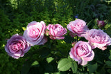 Rosa 'Lavender Ice' Z; mit Früchten/Fruchtbehang; winterhart; Einsatzmöglichkeit z.B. : Kübel;;ab 13,10 Euro